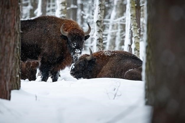 Медвежья болезнь: почему так называется и как с ней бороться