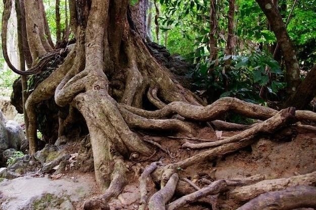 Исторические корни и современные формы антисемитизма