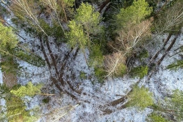 Значение лесов для экологии и климата России