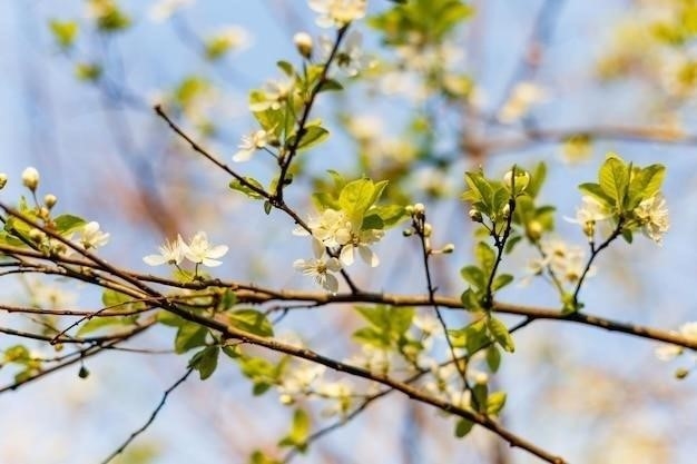 Почему желтеют листья смородины весной