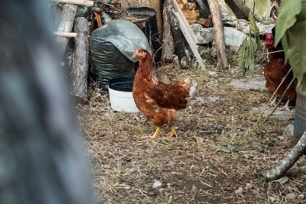 Почему не несутся куры несушки: 11 причин и способы решения проблемы