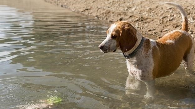 Почему собака не пьет воду: причины и симптомы обезвоживания