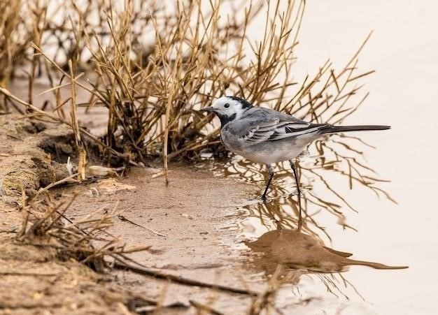 Почему воробьи купаются в пыли