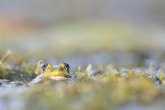 Почему лягушки квакают по ночам