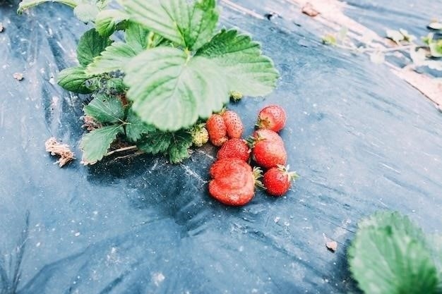 Почему у клубники скручиваются листья