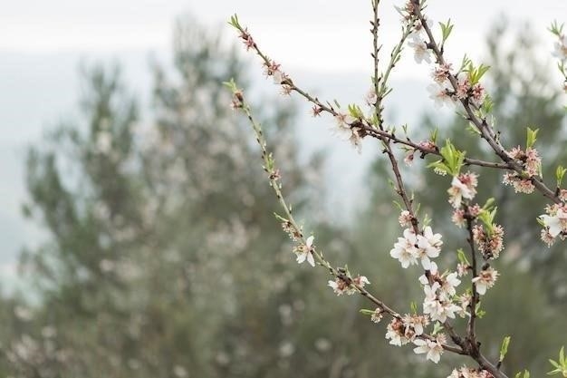 Весенние слезы ивы: почему плачет дерево?