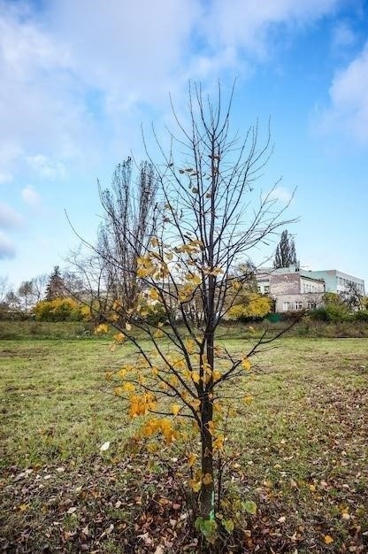 Почему сажали тополя в СССР