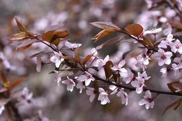 Почему холодает, когда цветет черемуха: народные приметы и научное объяснение