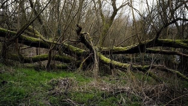 Антисемитизм: Исторические корни и современные проявления