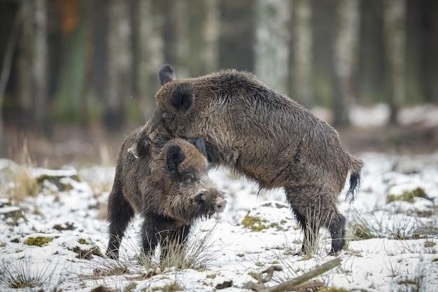 Физиологические изменения во время спячки у медведей