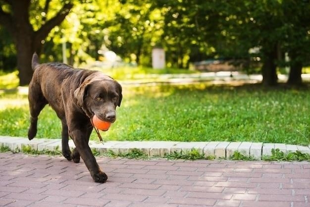 Причины, почему собака бегает за хвостом