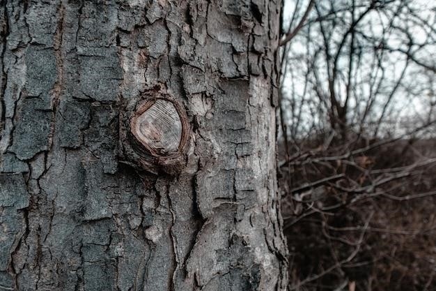 Причины растрескивания коры на яблонях